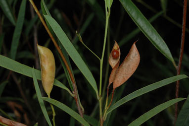 APII jpeg image of Labichea lanceolata subsp. lanceolata  © contact APII