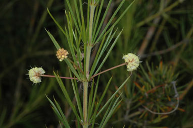 APII jpeg image of Acacia cedroides  © contact APII