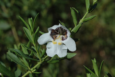 APII jpeg image of Prostanthera striatiflora  © contact APII