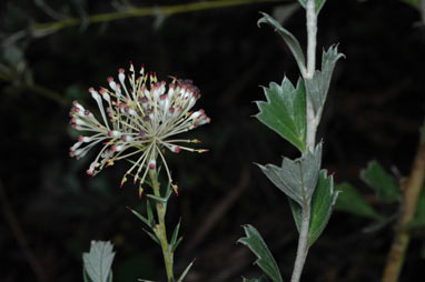 APII jpeg image of Grevillea acrobotrya  © contact APII