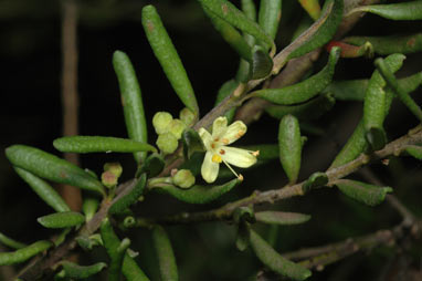 APII jpeg image of Leionema phylicifolium  © contact APII