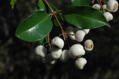 APII jpeg image of Syzygium smithii  © contact APII