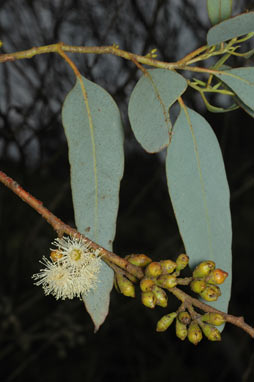 APII jpeg image of Eucalyptus cyanophylla  © contact APII