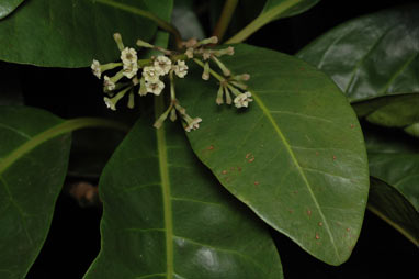 APII jpeg image of Pisonia umbellifera  © contact APII