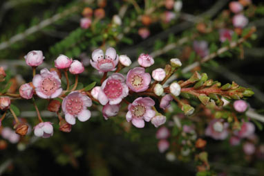 APII jpeg image of Thryptomene saxicola  © contact APII