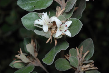 APII jpeg image of Correa alba var. alba  © contact APII