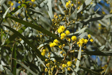 APII jpeg image of Acacia caesiella  © contact APII