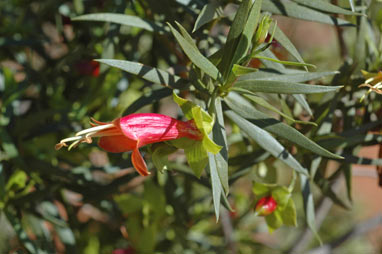 APII jpeg image of Eremophila duttonii  © contact APII