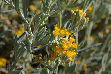 APII jpeg image of Senecio lanibracteus  © contact APII