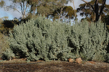 APII jpeg image of Atriplex nummularia  © contact APII