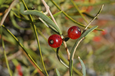 APII jpeg image of Lysiana exocarpi subsp. exocarpi  © contact APII