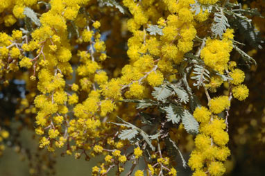 APII jpeg image of Acacia baileyana 'Purpurea'  © contact APII