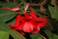 flower image