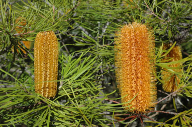 APII jpeg image of Banksia spinulosa var. collina  © contact APII