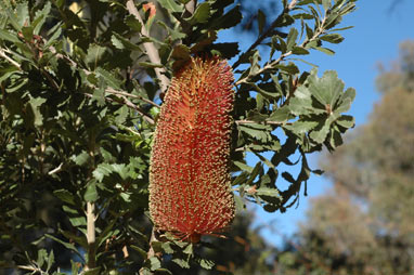 APII jpeg image of Banksia praemorsa  © contact APII