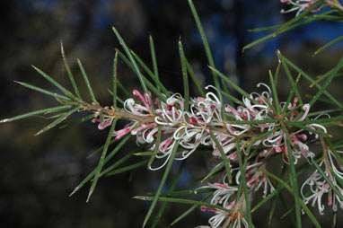 APII jpeg image of Hakea decurrens  © contact APII