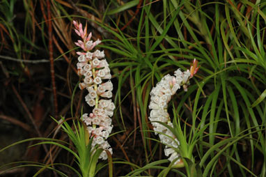 APII jpeg image of Dracophyllum secundum  © contact APII