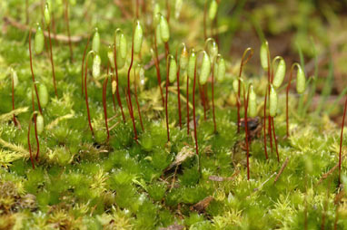 APII jpeg image of Rosulabryum billarderi  © contact APII