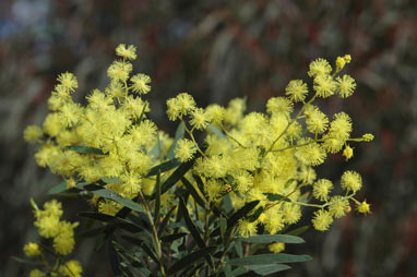 APII jpeg image of Acacia fimbriata  © contact APII