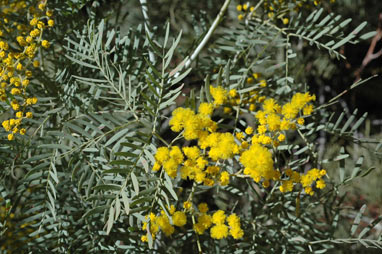 APII jpeg image of Acacia blayana  © contact APII