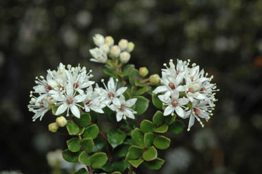 APII jpeg image of Leionema lamprophyllum subsp. obovatum  © contact APII