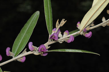 APII jpeg image of Hovea elliptica  © contact APII