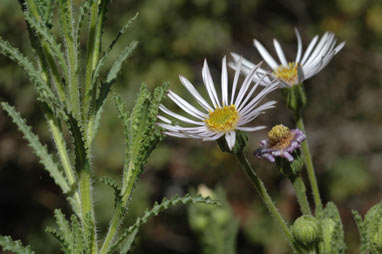 APII jpeg image of Olearia laciniifolia  © contact APII