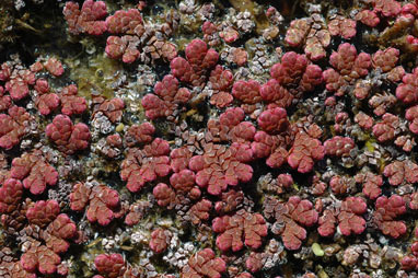 APII jpeg image of Azolla rubra  © contact APII