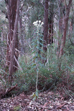 APII jpeg image of Coronidium elatum subsp. elatum  © contact APII