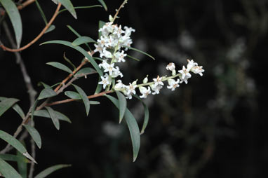 APII jpeg image of Leucopogon affinis  © contact APII