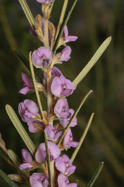 APII jpeg image of Hovea asperifolia  © contact APII