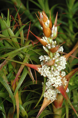 APII jpeg image of Dracophyllum oceanicum  © contact APII