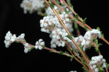 APII jpeg image of Leucopogon costatus  © contact APII