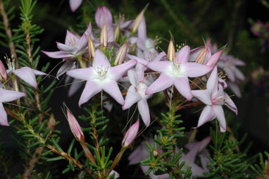 APII jpeg image of Calytrix glutinosa  © contact APII