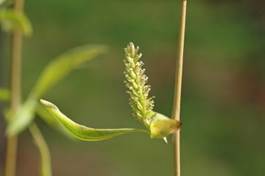 APII jpeg image of Salix babylonica  © contact APII