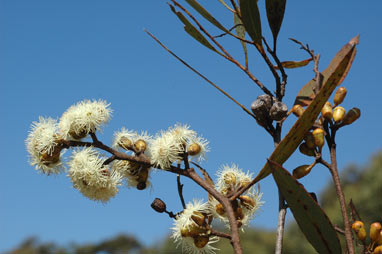 APII jpeg image of Eucalyptus scyphocalyx subsp. scyphocalyx  © contact APII