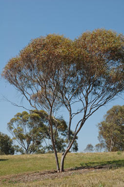 APII jpeg image of Eucalyptus diminuta  © contact APII