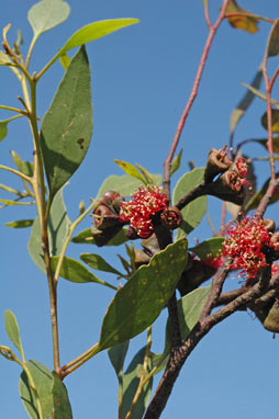 APII jpeg image of Eucalyptus nutans  © contact APII