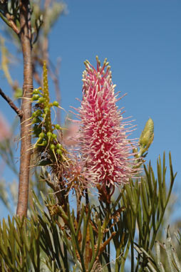 APII jpeg image of Grevillea petrophiloides subsp. petrophiloides  © contact APII