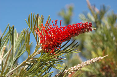 APII jpeg image of Grevillea neorigida subsp. distans  © contact APII