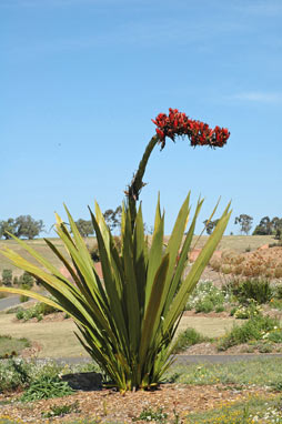 APII jpeg image of Doryanthes palmeri  © contact APII