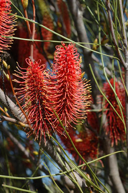 APII jpeg image of Hakea bucculenta  © contact APII