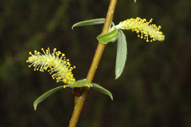 APII jpeg image of Salix fragilis nothovar. X fragilis  © contact APII