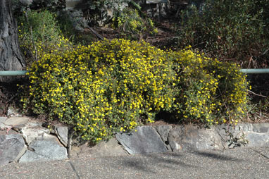 APII jpeg image of Hibbertia empetrifolia  © contact APII