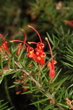 APII jpeg image of Grevillea 'Poorinda Adorning'  © contact APII