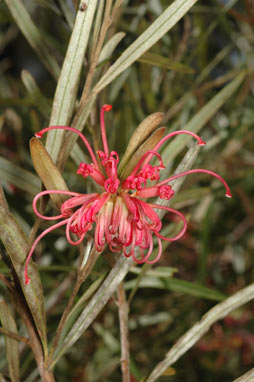 APII jpeg image of Grevillea oleoides  © contact APII