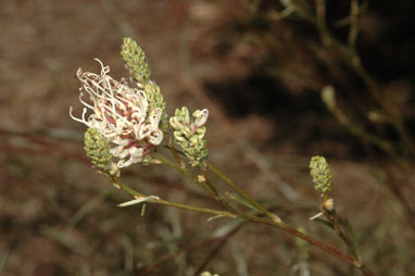 APII jpeg image of Grevillea endlicheriana  © contact APII