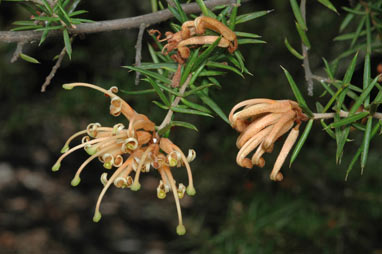 APII jpeg image of Grevillea juniperina subsp. villosa  © contact APII