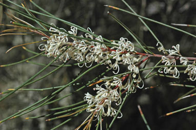 APII jpeg image of Hakea macraeana  © contact APII