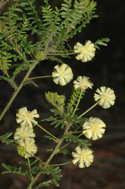 APII jpeg image of Acacia empelioclada  © contact APII